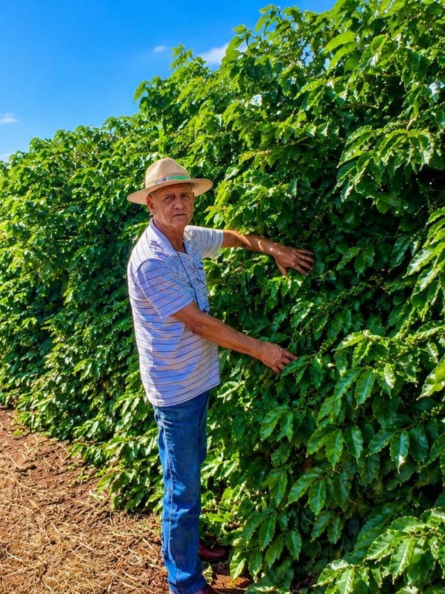 Francisco Brandão no cafezal do Sítio Santa Ângela, na Alta Mogiana